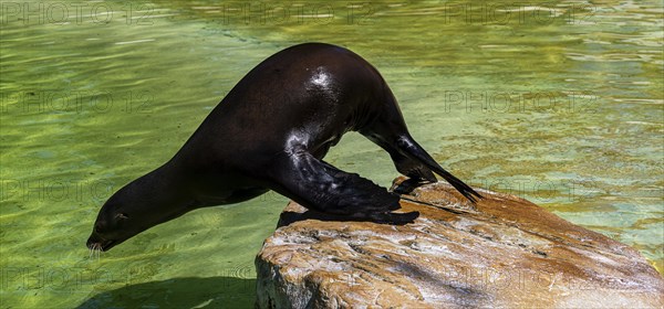 California sea lion