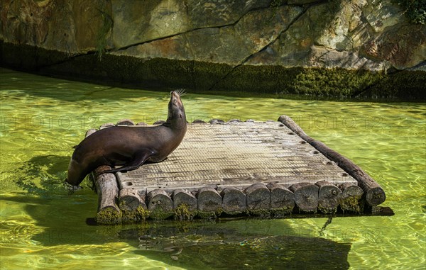 California sea lion