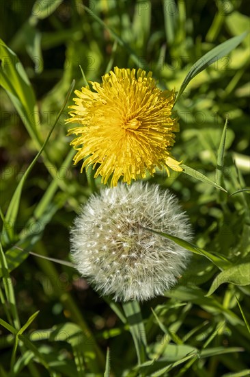 Dandelion blossom and dandelion