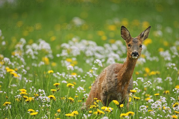 European roe deer