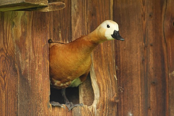 Ruddy Shelduck