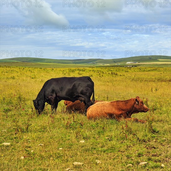 Domestic cattle in a pasture