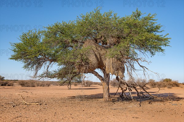 Kalahari Anib Lodge
