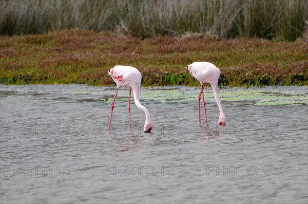 Lesser Flamingos