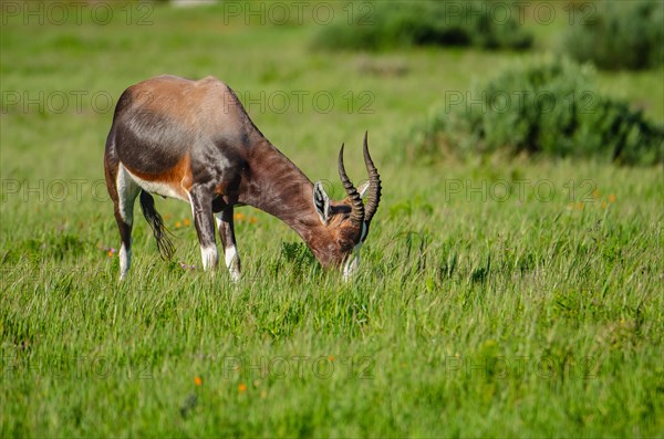 Bonteboks