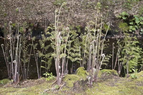 Royal fern