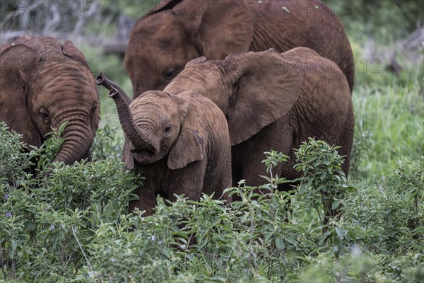 African elephant