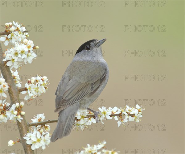 Blackcap