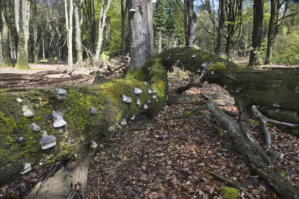 Dead copper beech