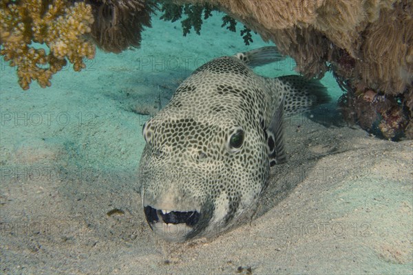 A star puffer