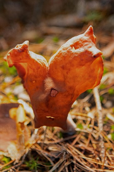 Bishop's cap Fruiting body with light brown lobed cap and stalk backlit in needle litter