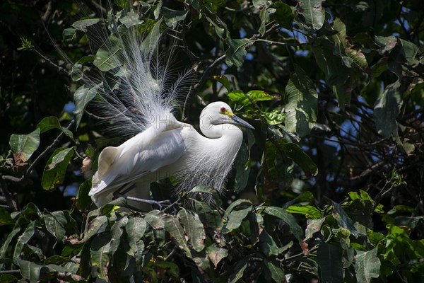 Great egret perches on a tree branch on the banks of the Brahmaputra River