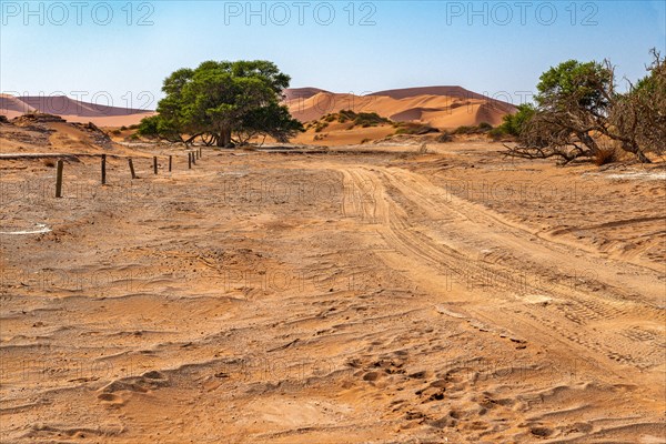 Red Sand Dunes