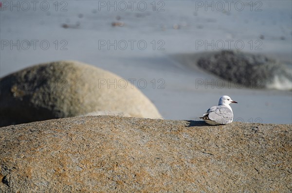 Hartlaub's gull