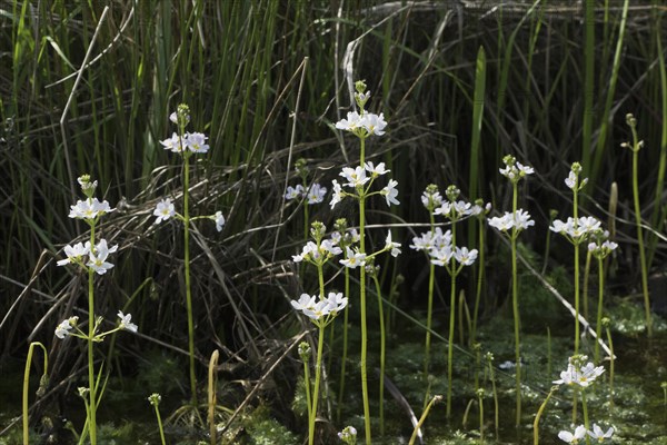 Water violet