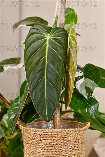 Exotic 'Philodendron Melanochrysum' houseplant with long velvet leaves in basket flower pot on table