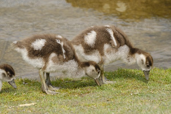 Two Egyptian Geese