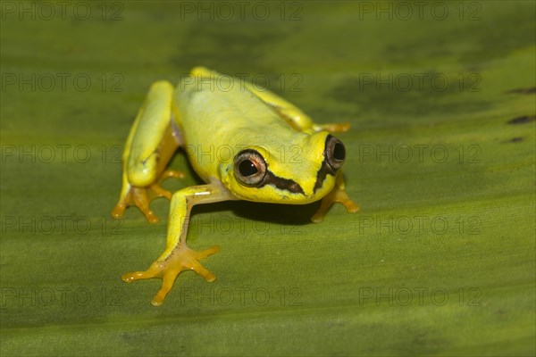 Blue-back reed frog