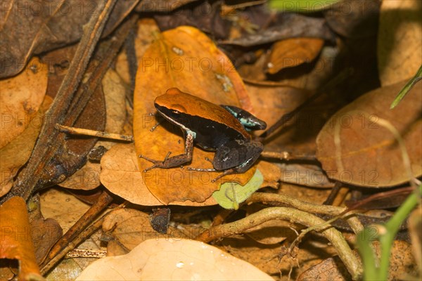 Ebenau's frog