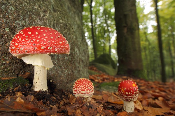 Three fly agarics