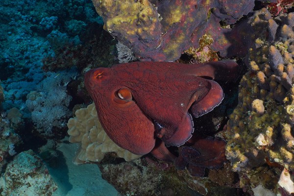 Great Blue Octopus