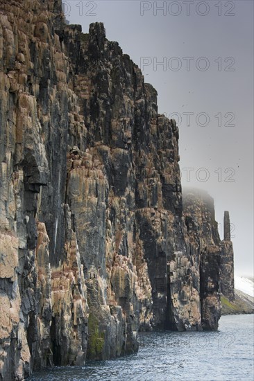 Seabird breeding colony in basalt cliff Alkefjellet