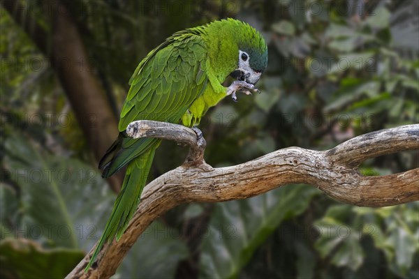 Red-shouldered macaw