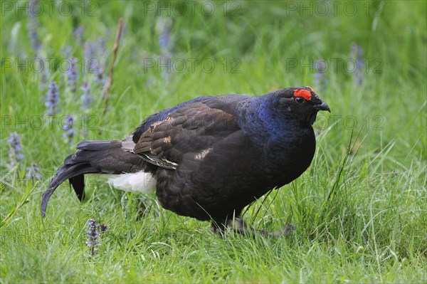 Black grouse