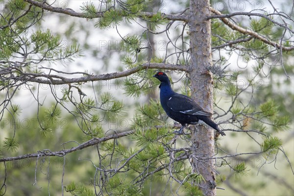 Black grouse