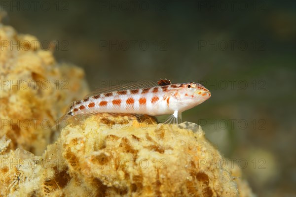 Dwarf goby