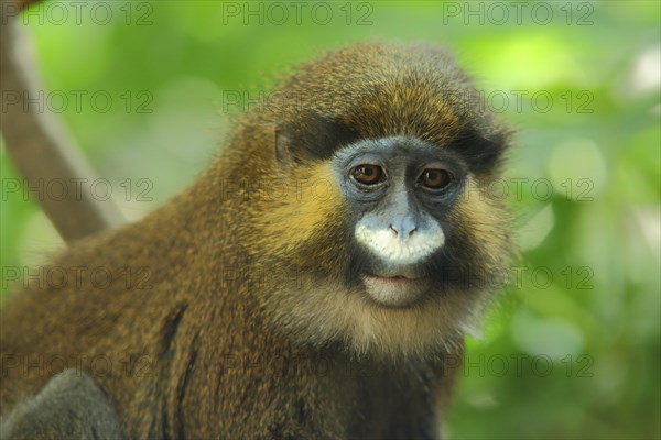 Moustached guenon