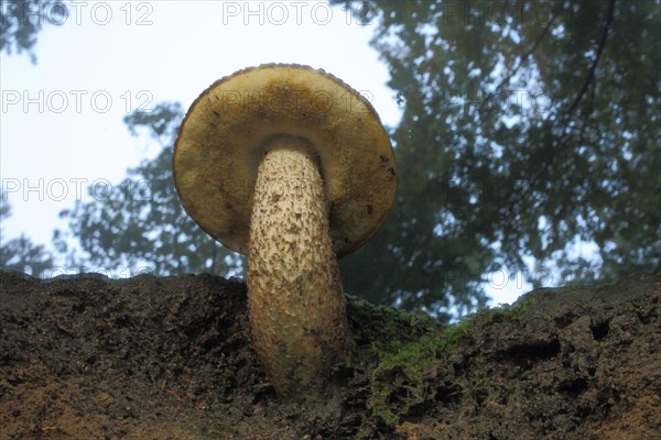 Oak red cap