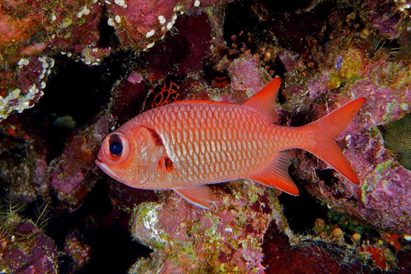 White fringed soldierfish