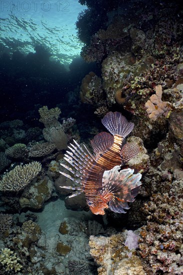 Common lionfish