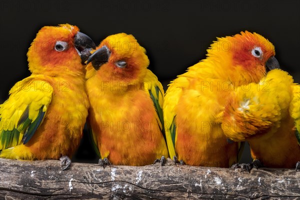 Sun parakeets