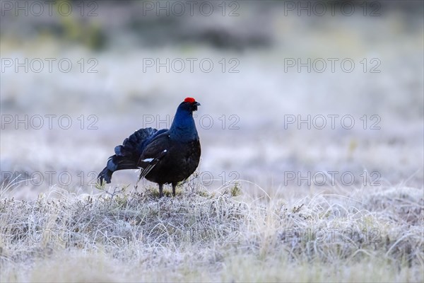 Black grouse