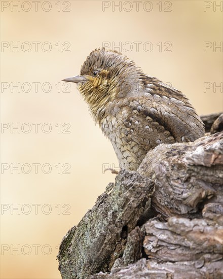 Eurasian wryneck