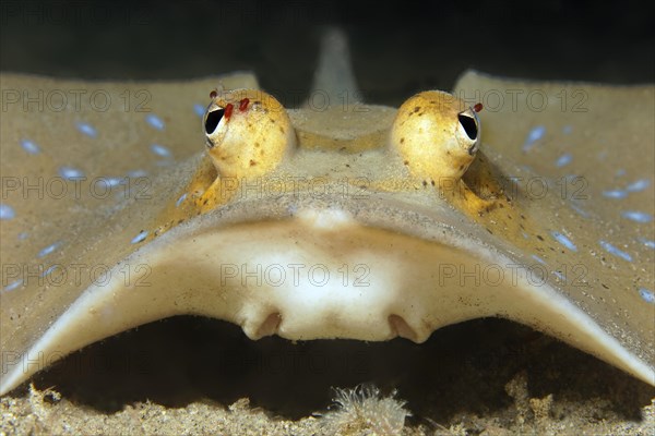 Bluespotted stingray