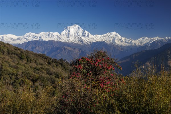 Early morning view of Dhaulagiri from Ghorepani