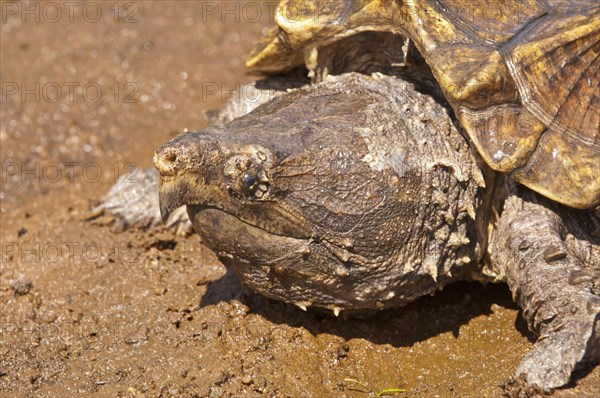 Alligator snapping turtle