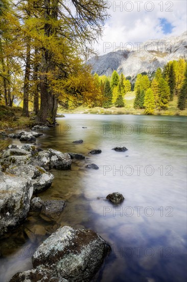 Yellow-coloured larches in autumn at Lake Palpuogna