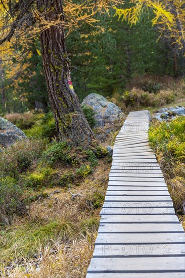 Yellow coloured larches in autumn at Lake Palpuogna