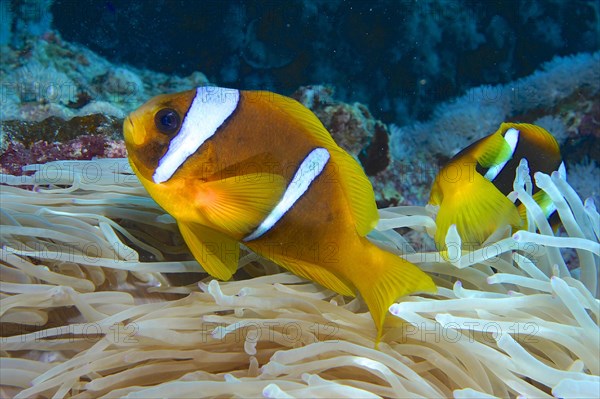 Pair of red sea clownfish