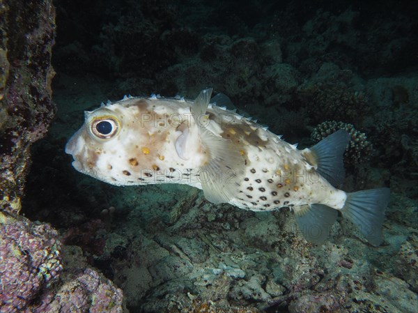 Spotbase burrfish