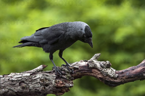 Western Jackdaw