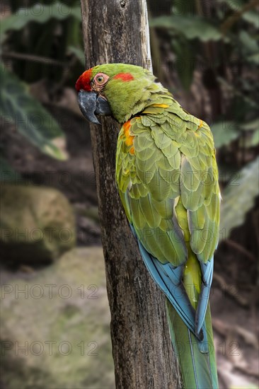 Red-fronted macaw