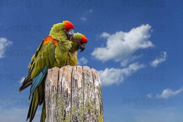 Red-fronted macaw