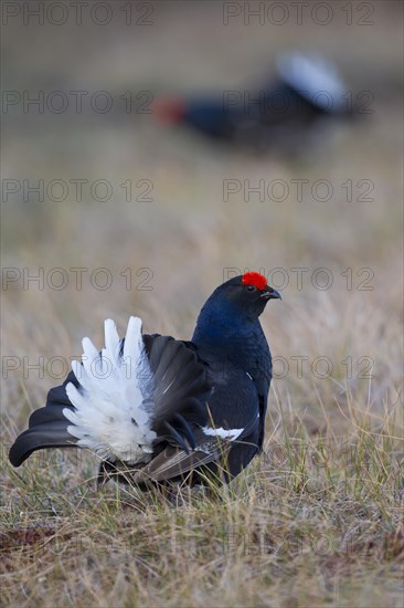 Black grouse