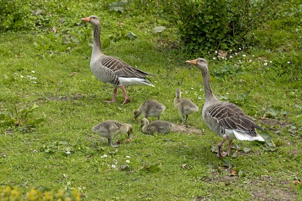 Greylag geese