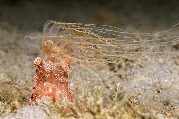 Tuberculous night anemone